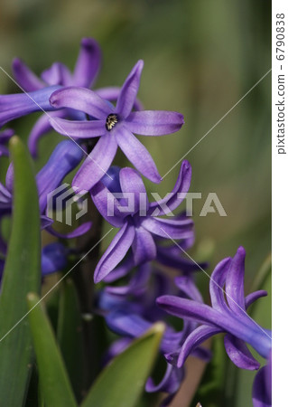 Hyacinth Hyacinth 6790838