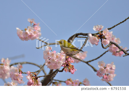 White-eye and cherry 6791538