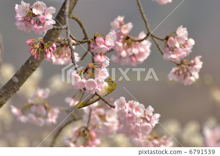 白眼和櫻桃 6791539