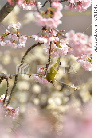 白眼和櫻桃 6791540