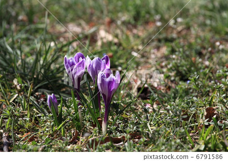 Crocus Crocus 6791586