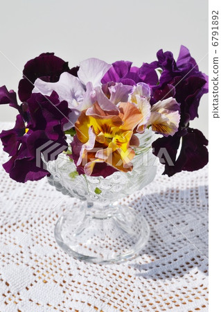 Pansy who went to the vase 6791892