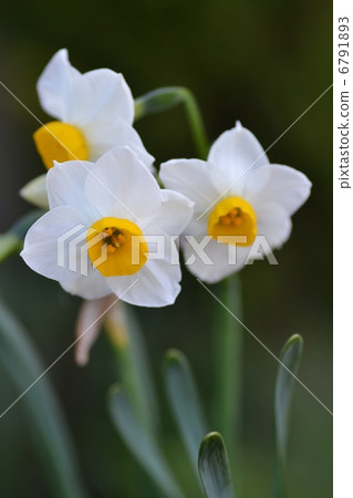 Narcissus Narcissus 6791893