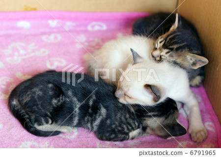 一隻小貓 6791965