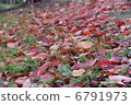 落葉地毯 6791973