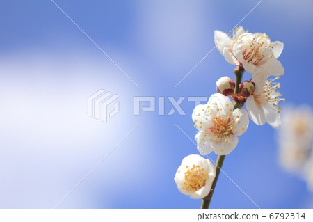 Flowering of white plum blossoms blooming in the clear sky of early spring 6792314