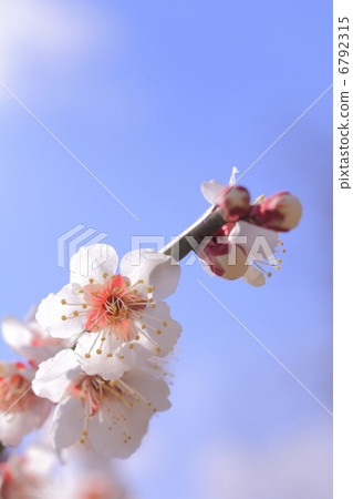 Flowering of white plum blossoms blooming in the clear sky of early spring 6792315