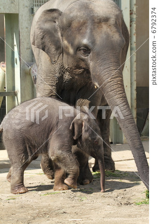 2個月嬰兒亞洲大象 6792374