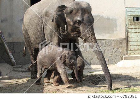 2個月嬰兒亞洲大象 6792381
