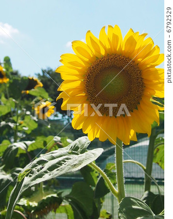 Sunflower and blue sky Sunflower and blue sky 6792529
