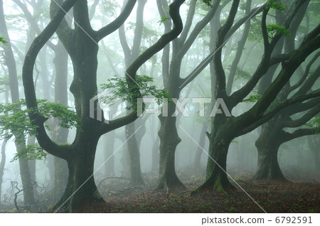 霧山毛櫸森林 霧山毛櫸森林 6792591