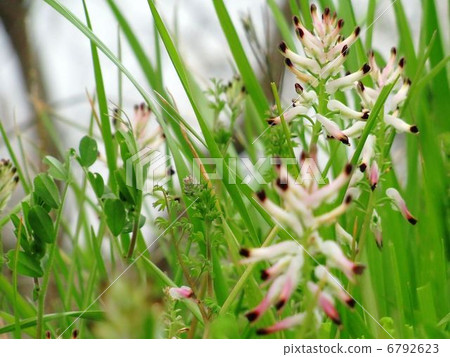 False Kalaxa Keman False Kalaxa Keman 6792623