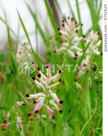 False Kalaxa Keman False Kalaxa Keman 6792624