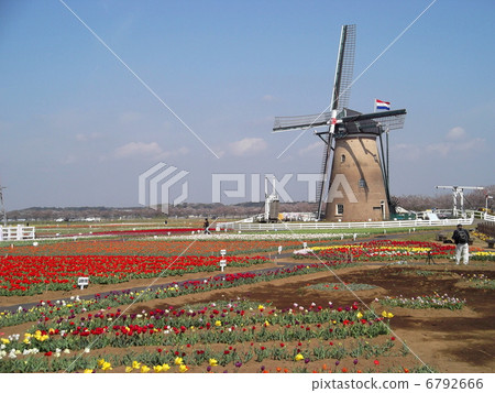 櫻花Furusato廣場·鬱金香和風車 6792666