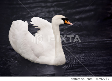 White swan in blue water White swan in blue water 6792717