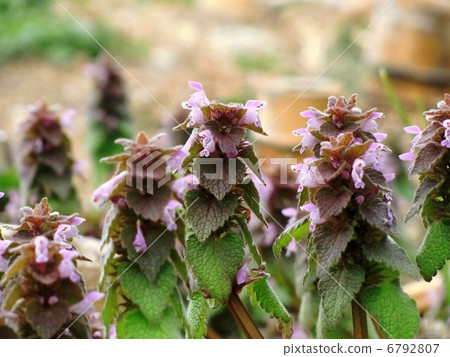 野草 野草 6792807