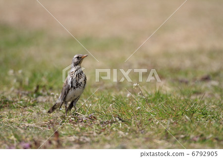 Affiliation Affiliation 6792905