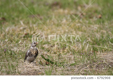 Affiliation Affiliation 6792908