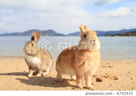 一隻兔子 一隻兔子 6792972