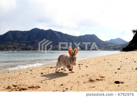 一隻兔子 6792978