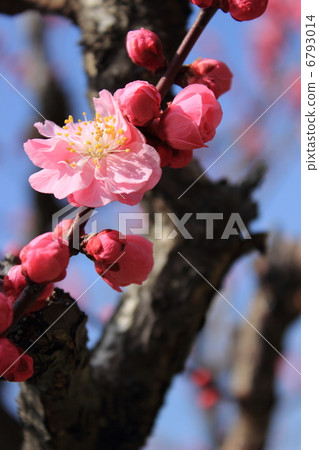 Plum (Yang Qin) 6793014