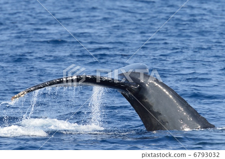 图库照片: 鲸鱼 座头鲸 跳水