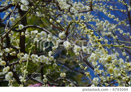 Plum blossoms Nagoya City Agricultural Center 6793094