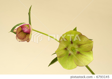 Christmas rose · · · Picotie 6793145