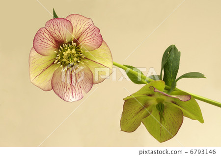 Christmas rose · · · Picotie 6793146