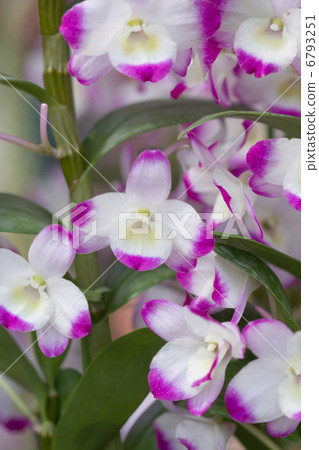 Dendrobium 6793251