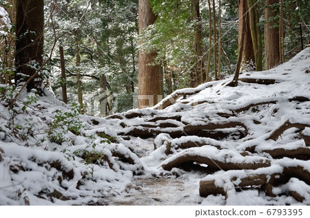Kurama Temple, Tree Road 6793395
