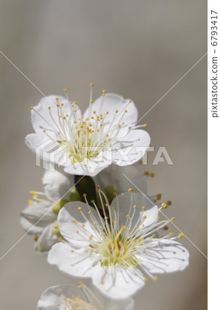 梅花三文魚 6793417