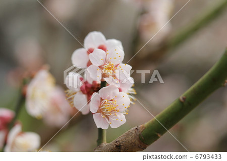 Ume Jinjuku 6793433