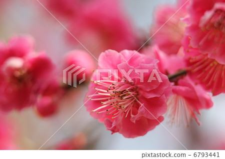 Ume Kagoshima清除 6793441