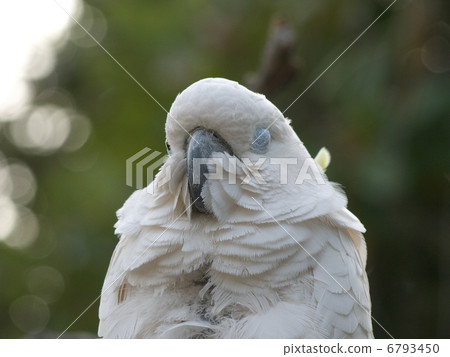 Blue Eyes Yellow Bodhwink 6793450