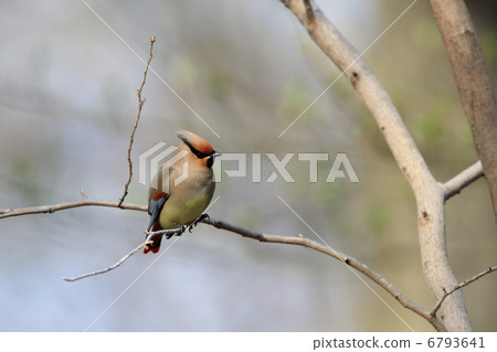 Hillenak Hillenak 6793641