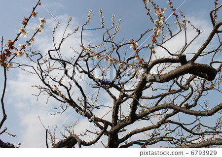 Ume White Kaga 6793929