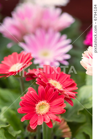 非洲菊花 非洲菊花 6794184