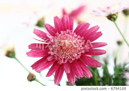 Margaret Novia 6794189