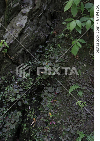 Yukinoshita爬上岩石的皮膚 6794250