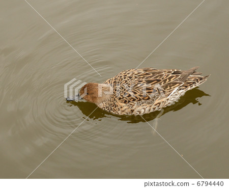Fishing ladder (female · young bird) during water eating (picture book available) 6794440