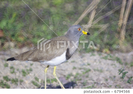 \搜索早春稻田克力誘餌(水平位置) \搜索早春稻田克力誘餌(水平位置) 6794566