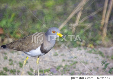 \搜索早春稻田克力誘餌(水平位置) \搜索早春稻田克力誘餌(水平位置) 6794567