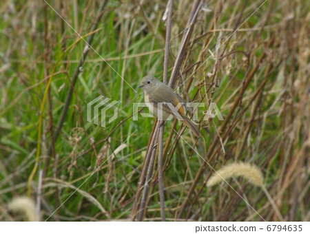 Playing in the grassland Giunbitaki (female) Playing in the grassland Giunbitaki (female) 6794635