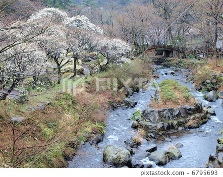 Atami plum garden (Atami city, Shizuoka prefecture) Atami plum garden (Atami city, Shizuoka prefecture) 6795693