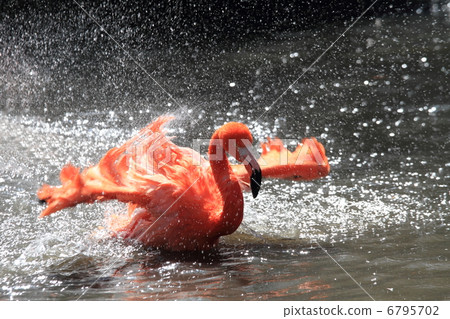 Flamingo to bathe in water 6795702