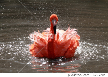 Flamingo to bathe in water Flamingo to bathe in water 6795704