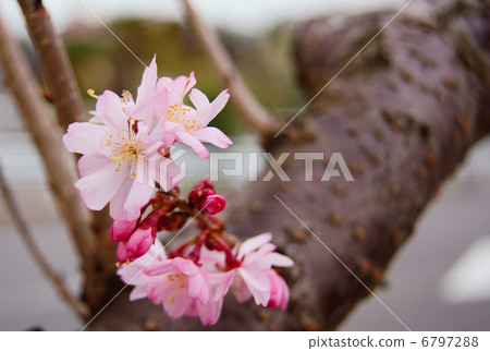 十月櫻花語言：秘密感Prunus×subhirtella'Runningalis' 6797288