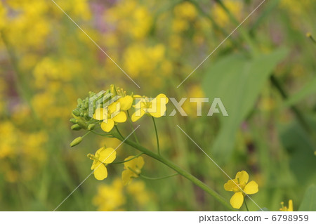強姦開花 強姦開花 6798959