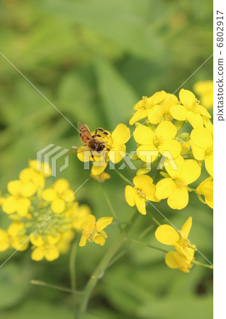 強姦花和蜜蜂 強姦花和蜜蜂 6802917